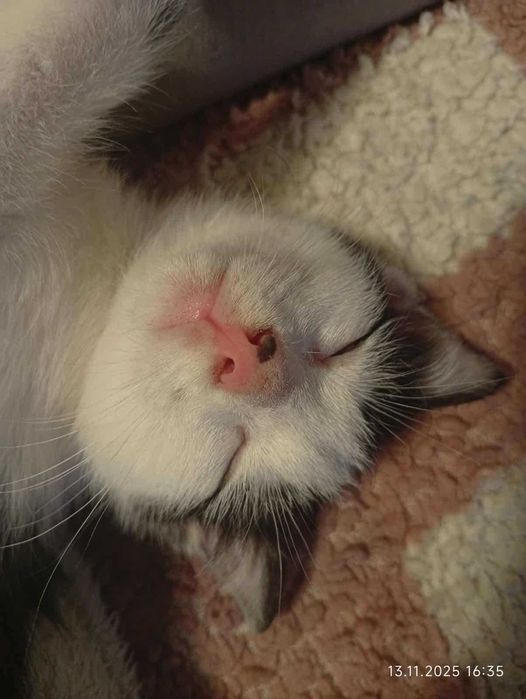 Jestem Jaś, mam 10 tygodni