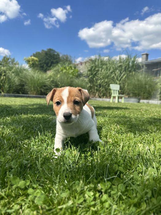 Jack Russel Terier Minuatura rezerwacja