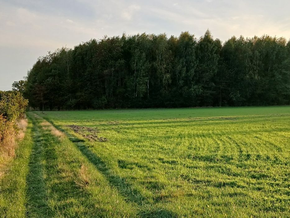 Sprzedam zadrzewioną działkę o powierzchni 2.79 ha
