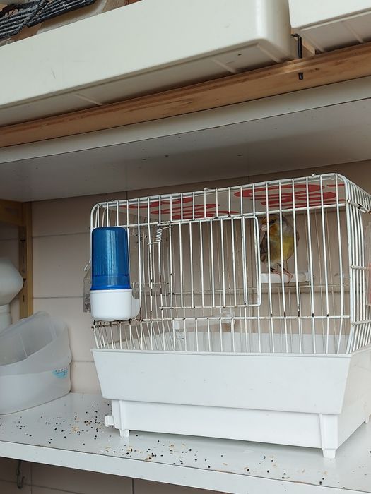 Canários e travessos  deste ano para venda