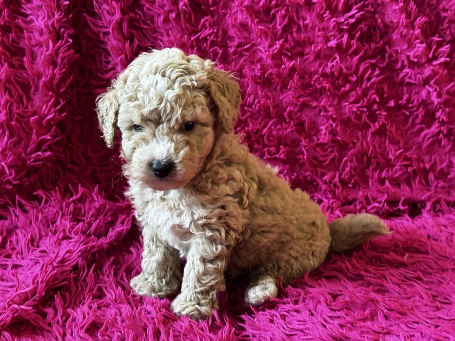 Bichpoo piesek Tofik