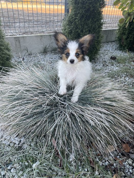 Papillion suczka po champinach