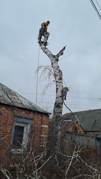 Спил дерев,обрізка гілок,прибирання території.