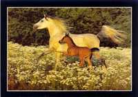 pocztówka koń konie arab Eq 46 klacze Cavallo