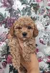 Pies maltipoo f1b piesek