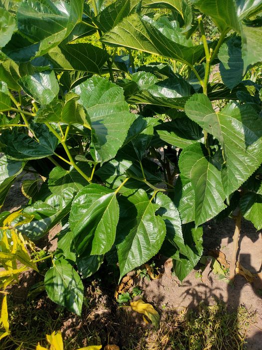 Саджанці плодових дерев та кущів