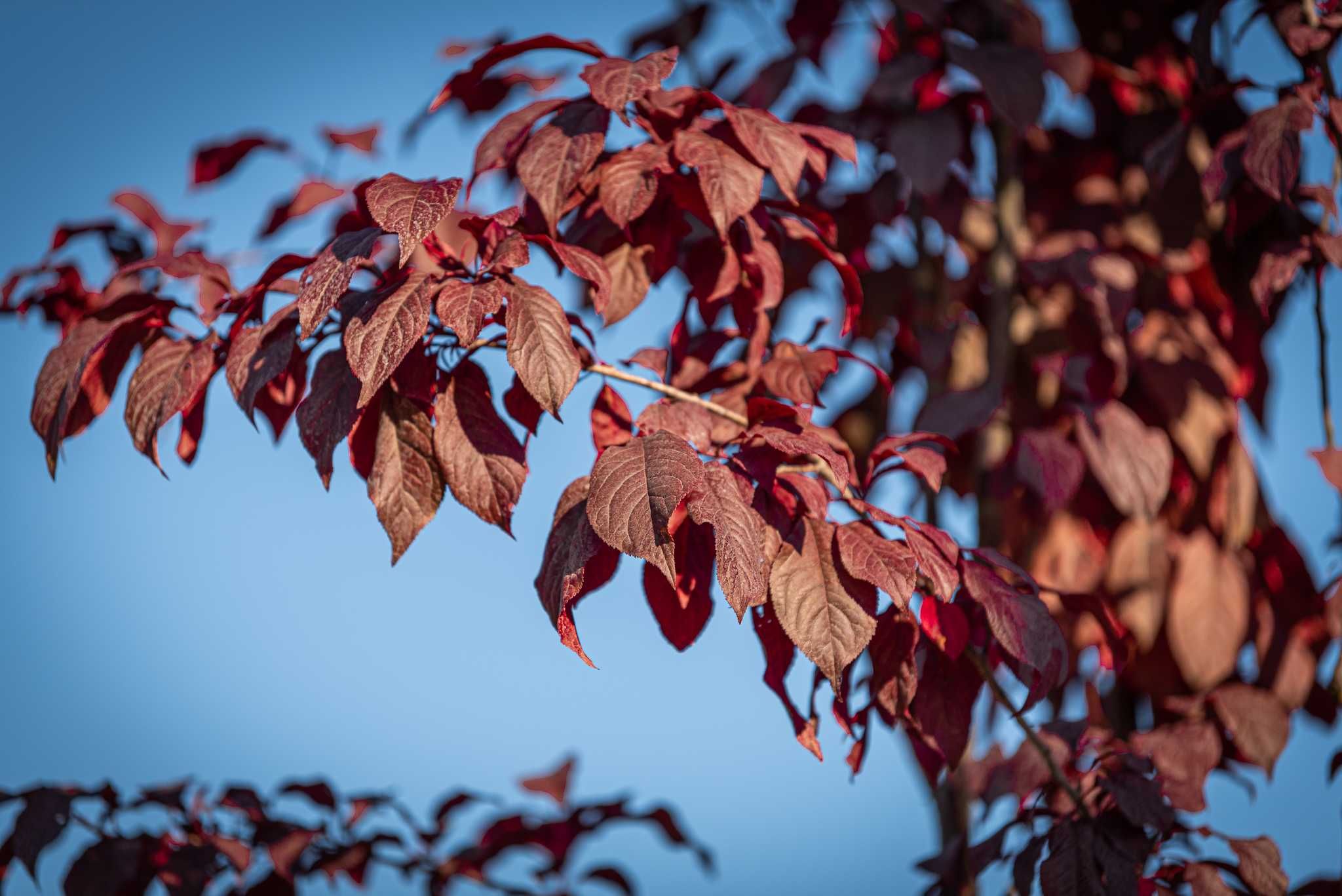 Śliwa wiśniowa 'Woodii'/ Prunus cerasifera 'Woodii' PURPUROWA