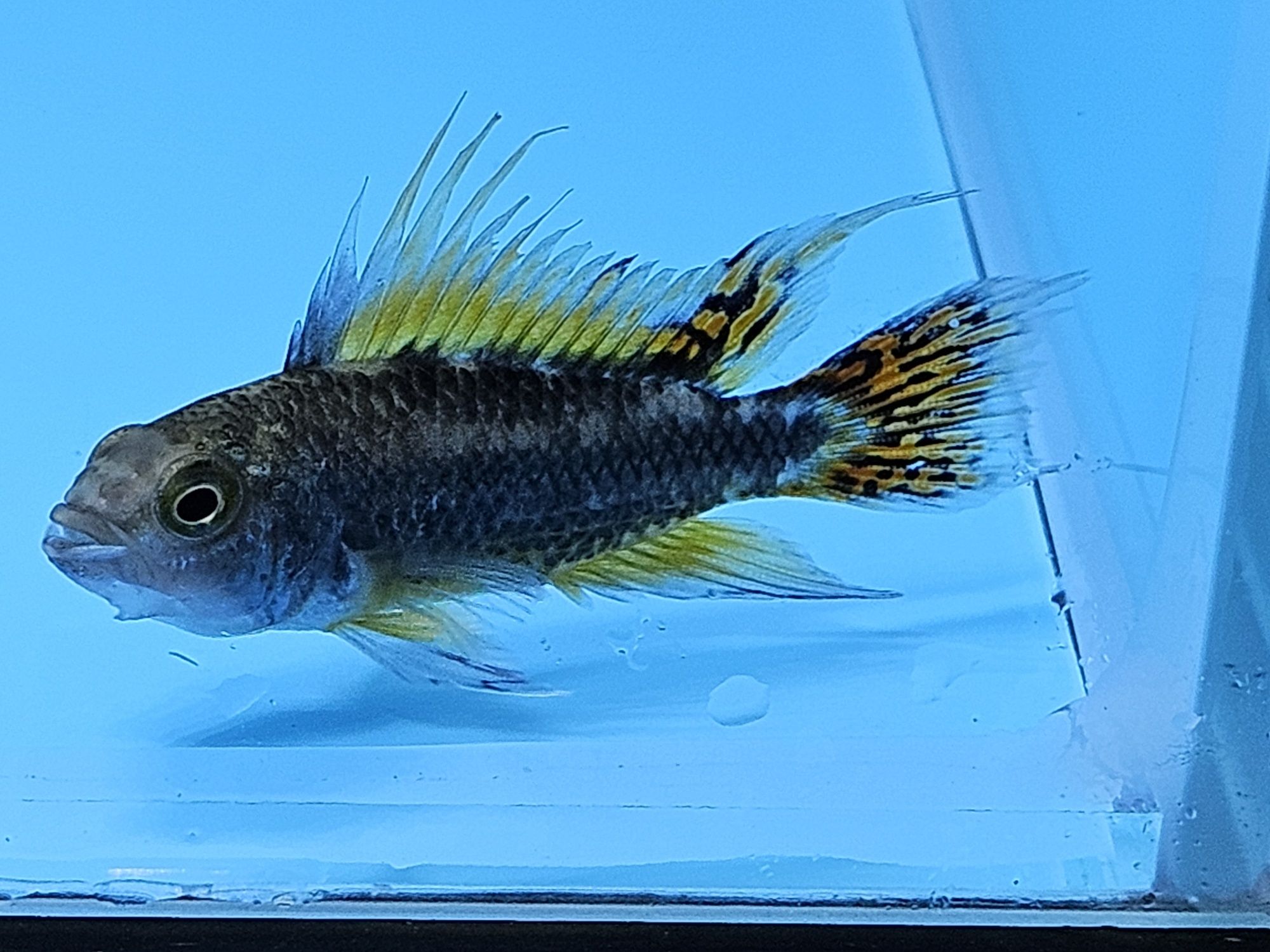 Pielegniczka kakadu