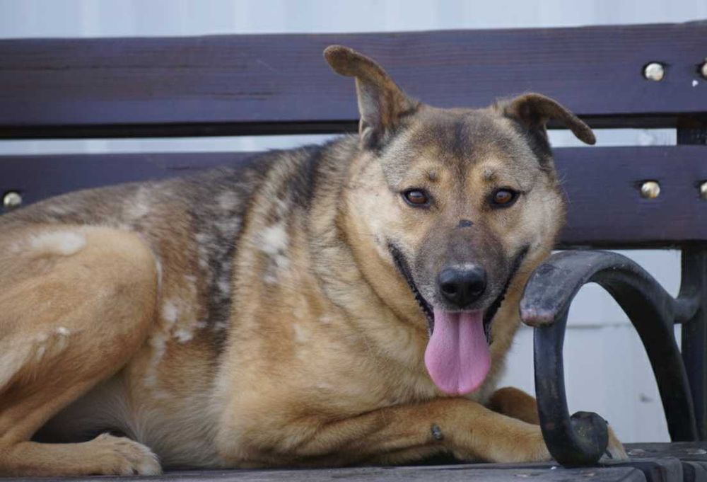 FLAWIA - starsza sunia prosi o dom