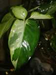 Syngonium Angustatum Variegata Albo roślina monstera philodendron