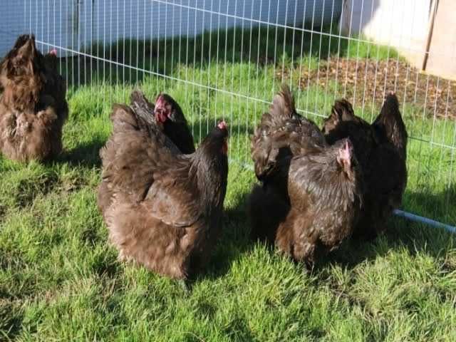 Орпінгтон, інкубаційне яйце.зозуле (смугастий), срібло та шоколадний.