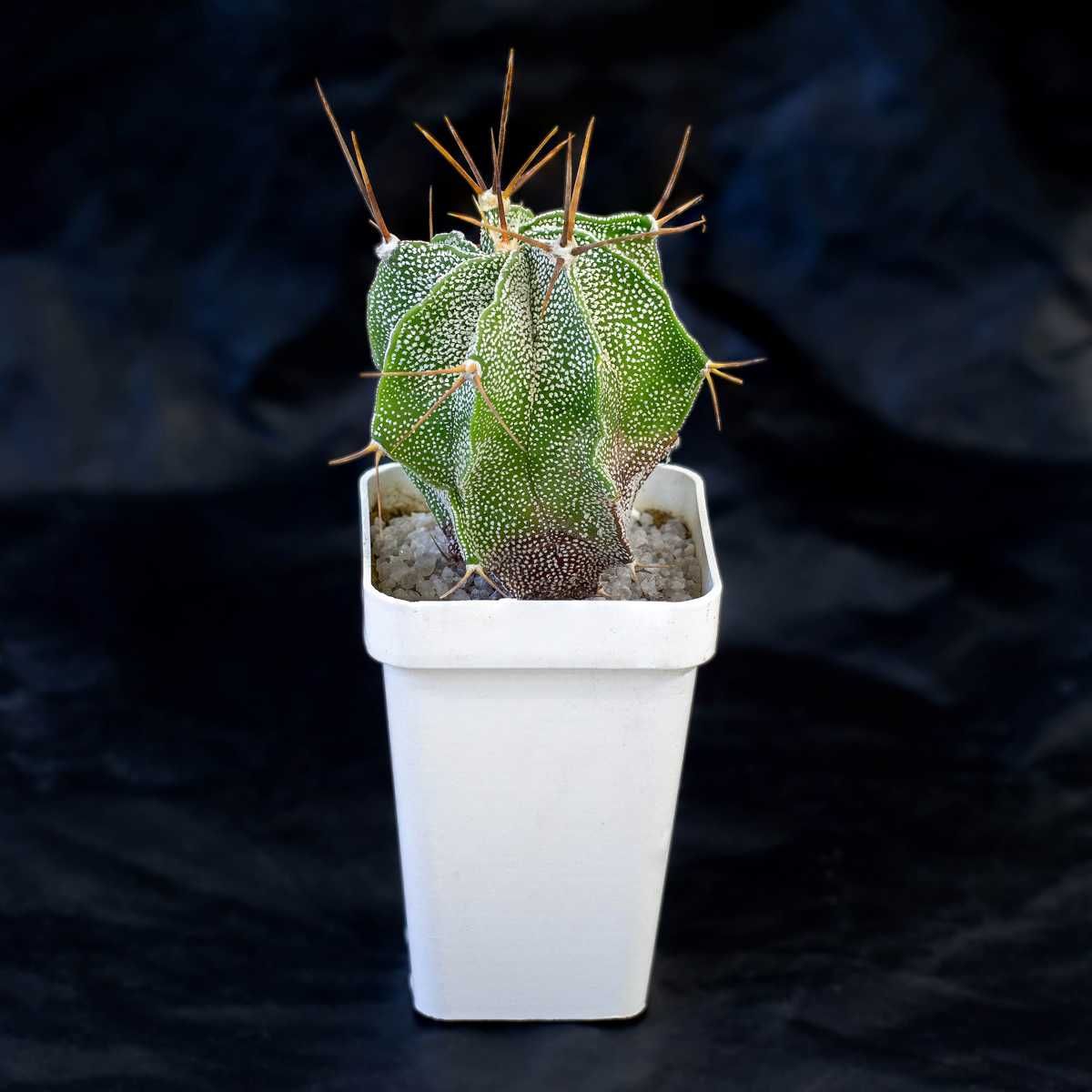 Кактус Астрофитум astrophytum coahuilense myriostigma ornatum орнатум