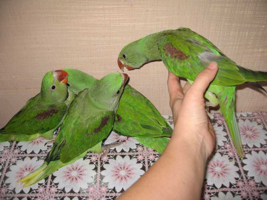 Александрийские попугаи -птенцы выкормыши