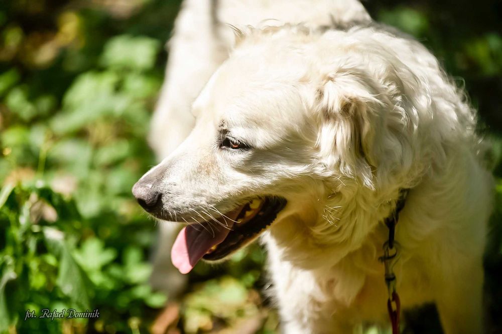 Lemon - piękny pies w typie owczarka podhalańskiego - szuka domu!
