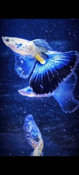 Gupik gupiki Galaxy blue tail