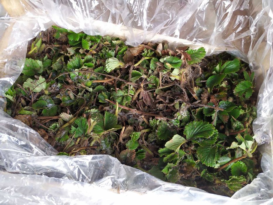 Саженцы винограда – редкие и популярные сорта! Клубника