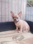 Piesek Chihuahua koloru Blue Fawn