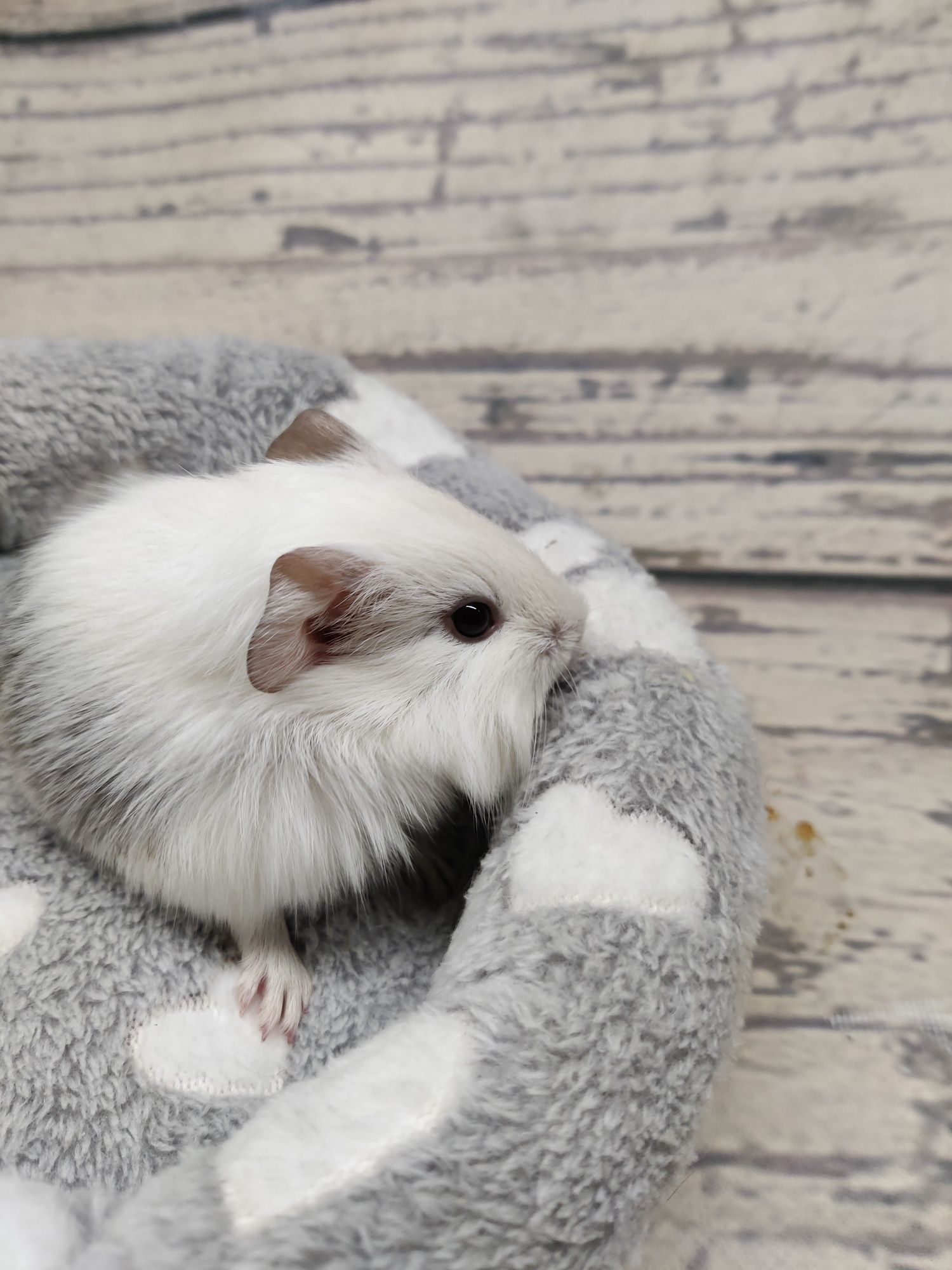 Świnki morskie  sklep zoologiczny Julianowska 7b Łódź