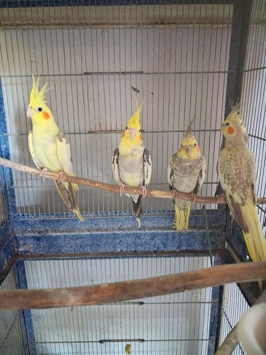 Caturras varias mutacoes