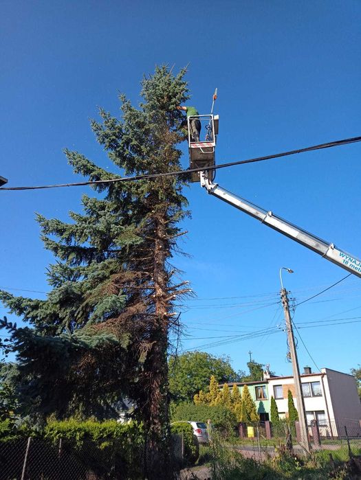 Wycinka drzew, wysokościowa wycinka drzew, wywóz masy zielonej