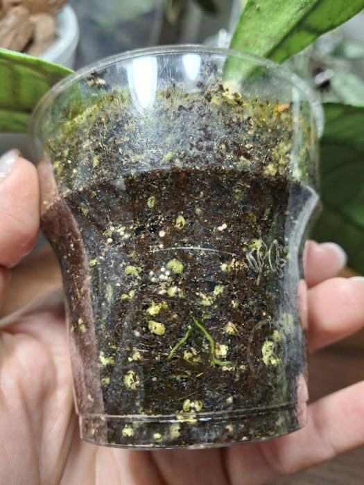 Хойя Callistophylla kalimantan