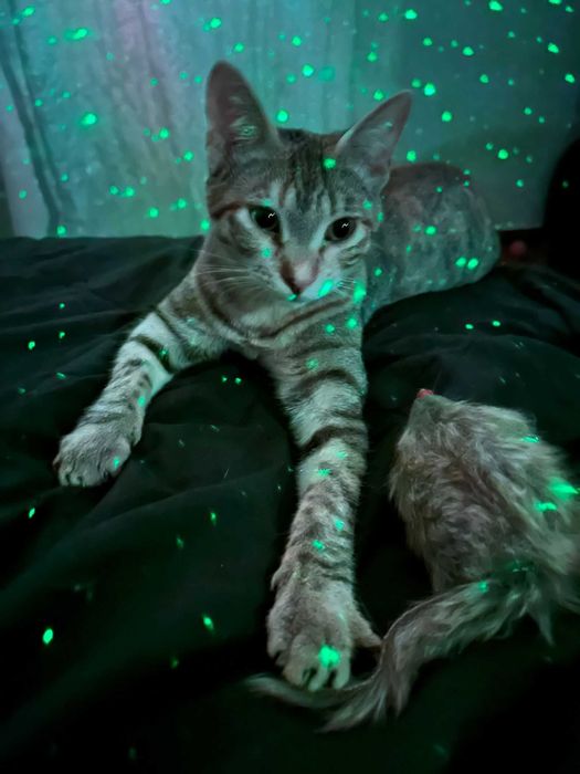 Bebés com cerca de 6/7 meses para adoção responsável