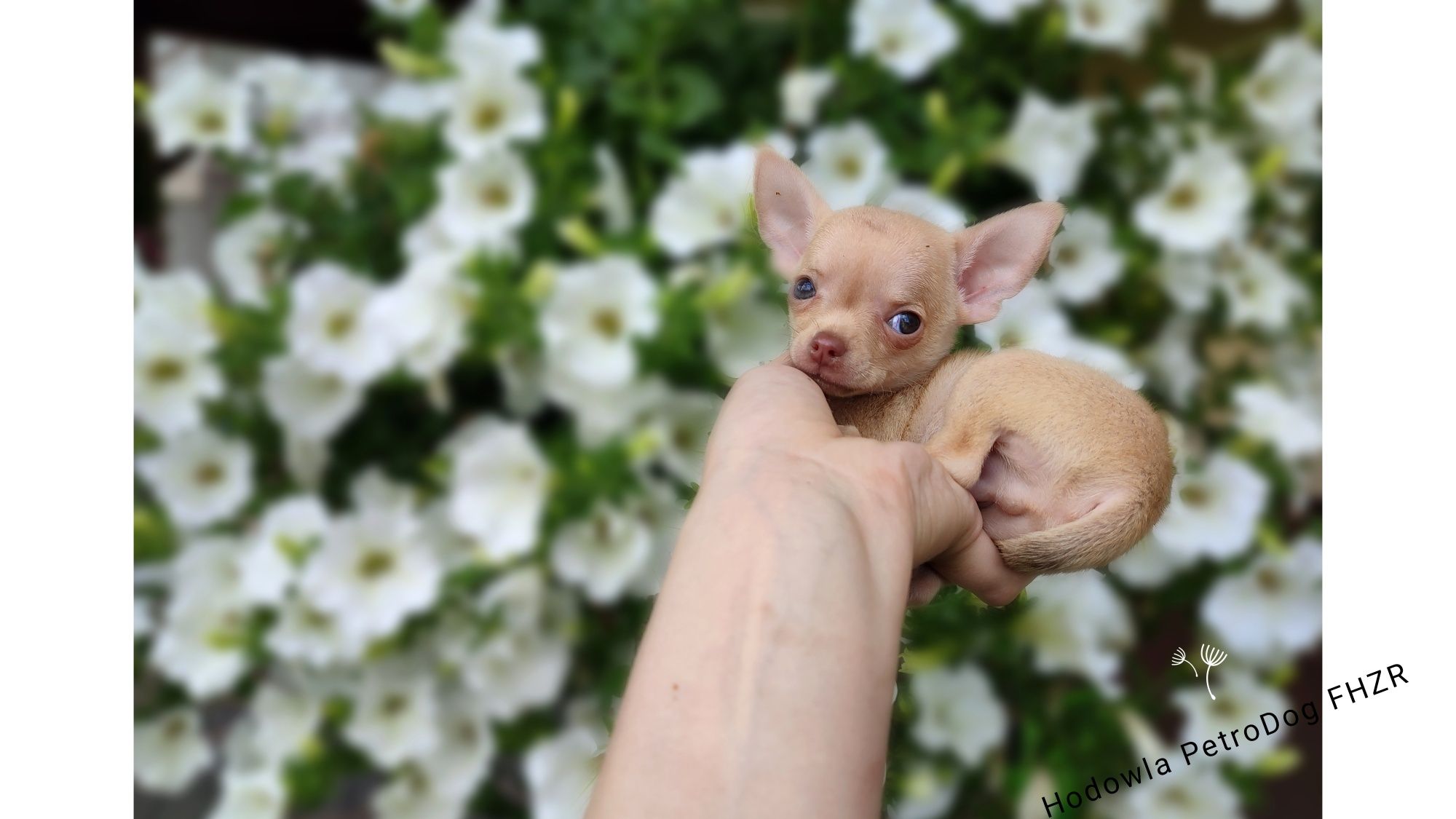 Chihuahua piękny piesek o cudownym umaszczeniu  gotowy do odbioru
