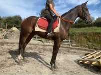 Vendo Cavalo Castrado