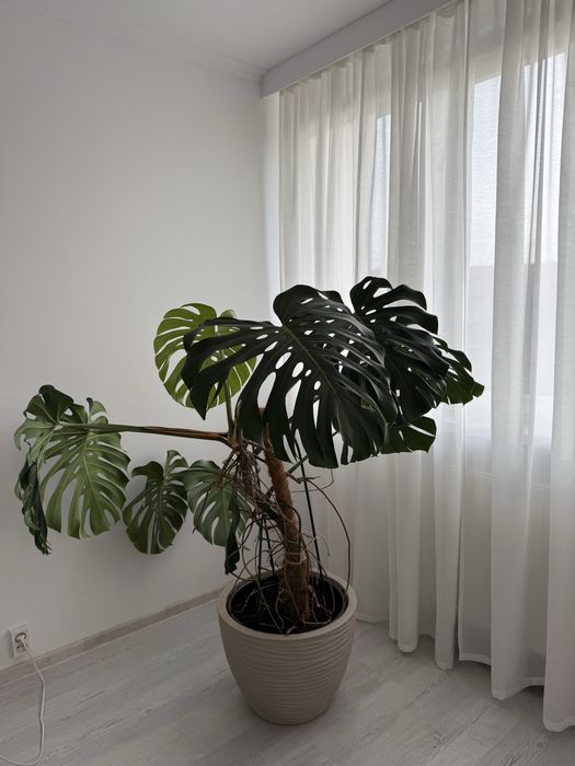 Monstera dziurawa, monstera deliciosa