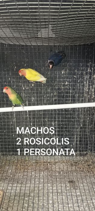 Agapórnis  Sexados 2025