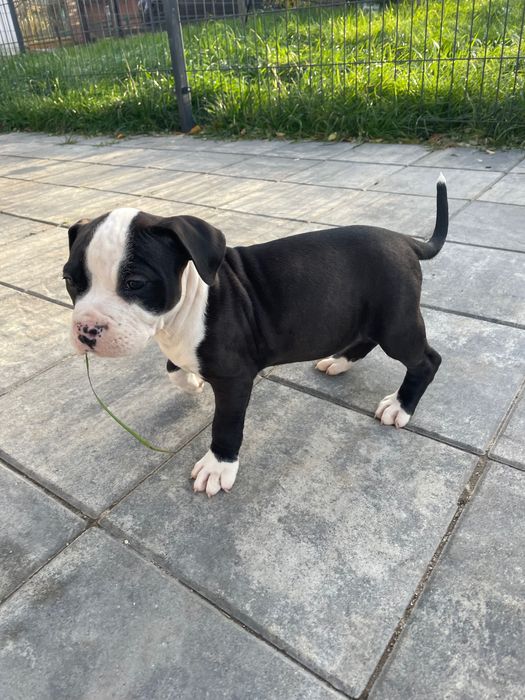 Amstaff Szczeniak Suczka Czarno-Biała / American Staffordshire Terrier