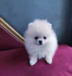 Szpic Pomeranian miniaturowy gotowy do odbioru
