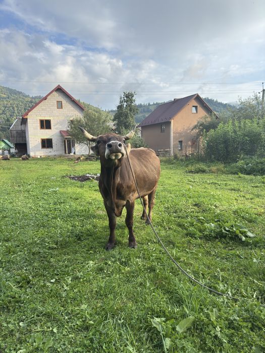 Продам добру корову