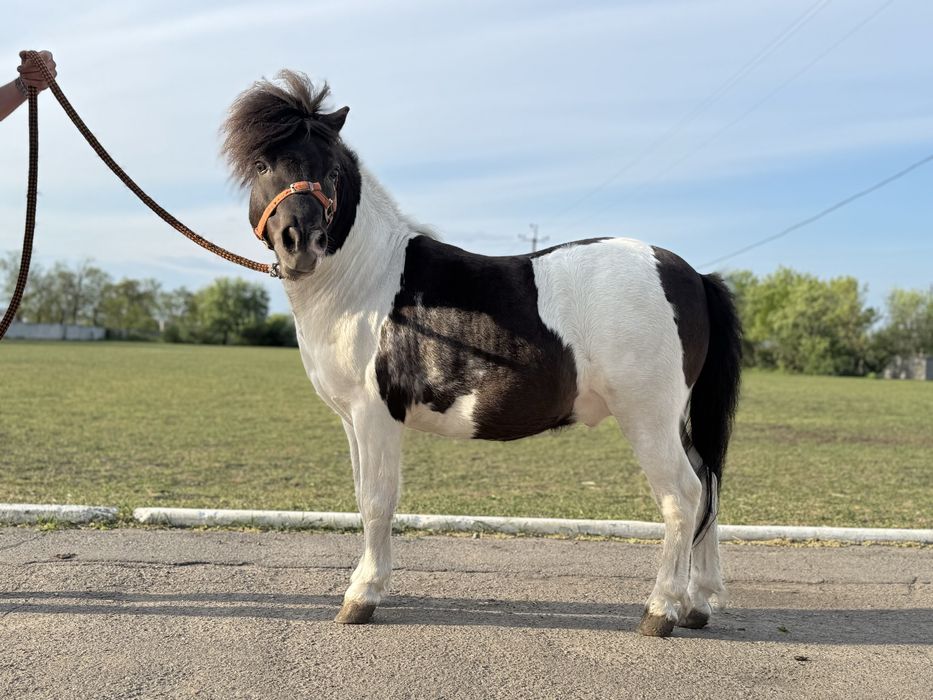 Ексклюзивний поні жеребець!