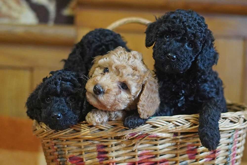 Цуценята малого пуделя