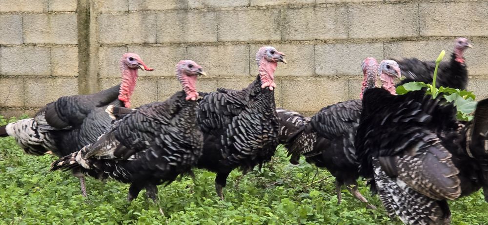 Perus machos caseiros