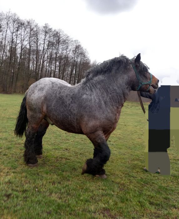 Sprzedam ogiera zimnokrwistego Pricn 2