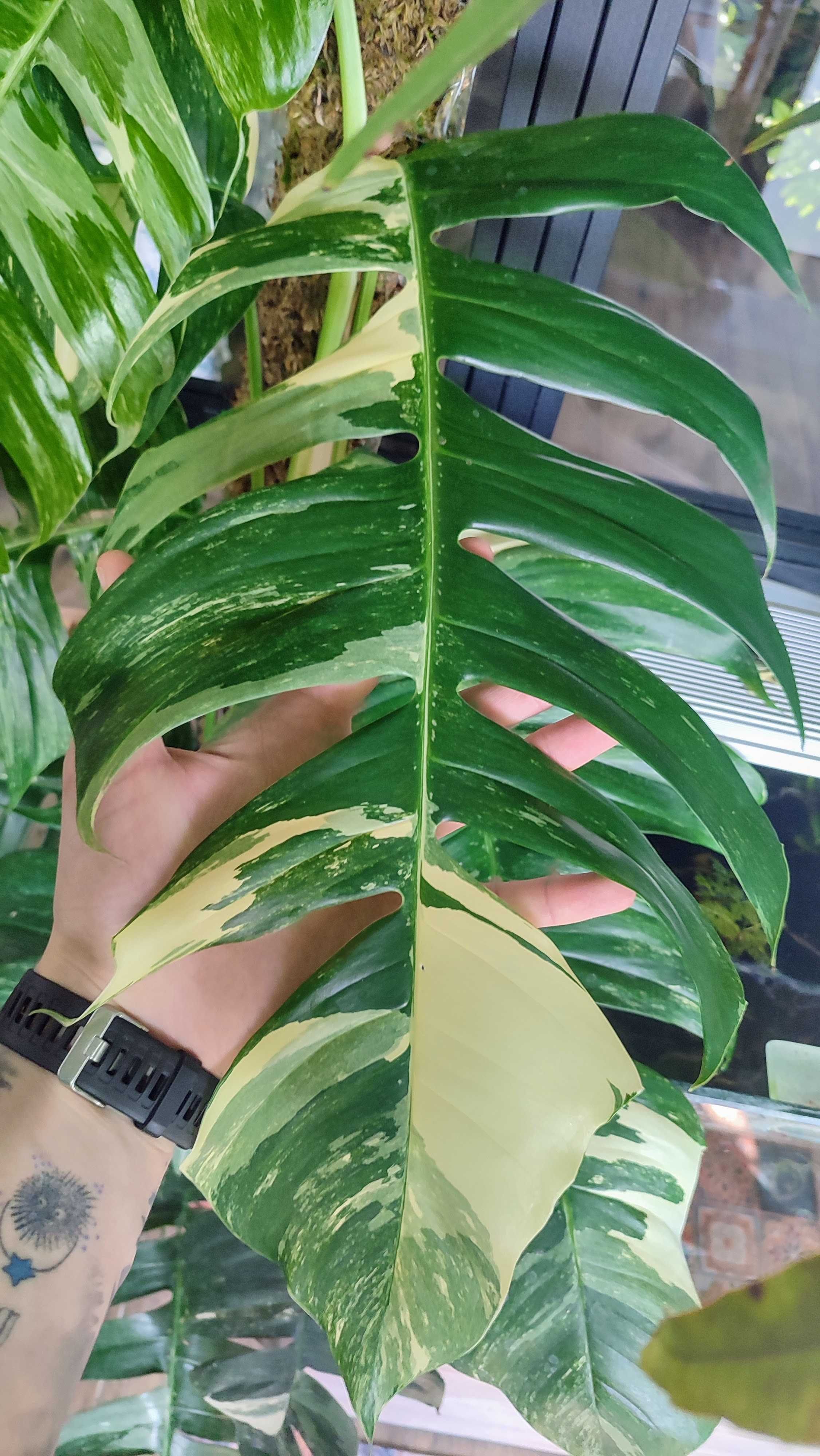 Monstera Epipremnum pinnatum variegated