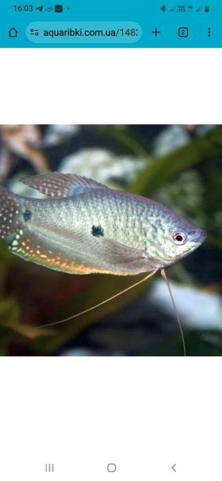 Гурами двухточечный