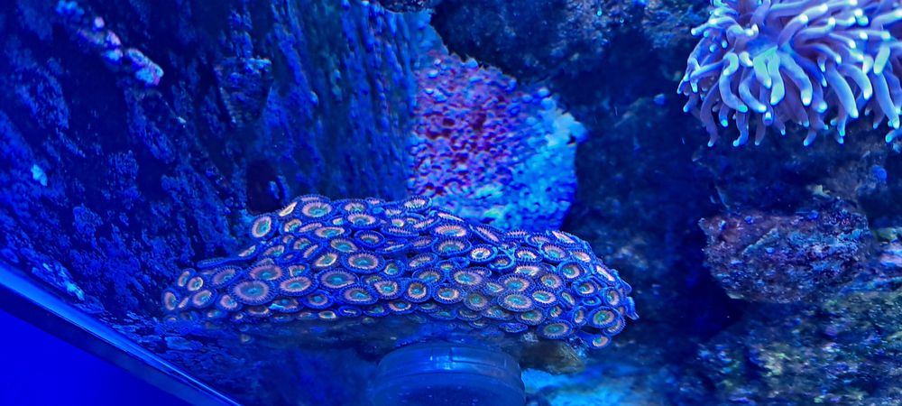 Zoanthus Zoa SunnyD skałka magnetyczna na szybę akwarium morskie