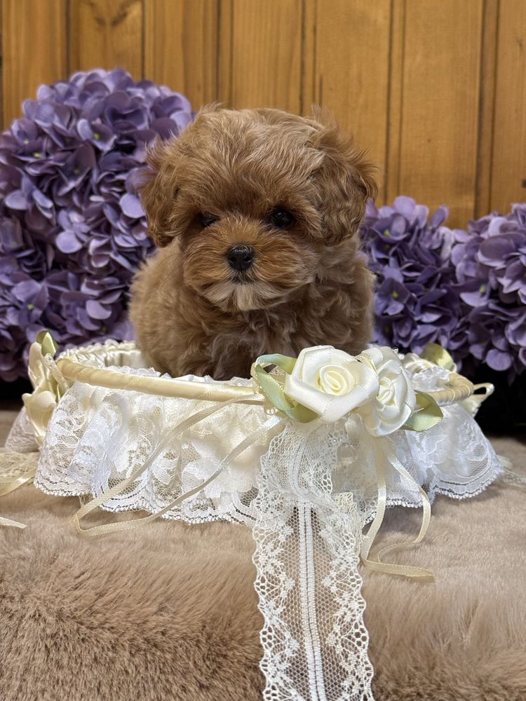 Мальтипу, maltipoo, кукольные мини девочки.