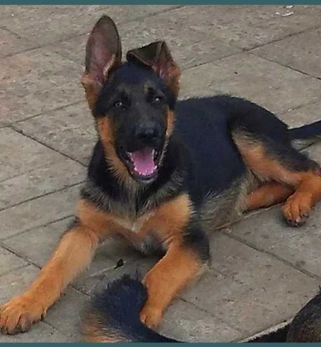 Щенки из питомника