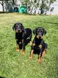 Doberman szczeniak!! Gotowy do odbioru!