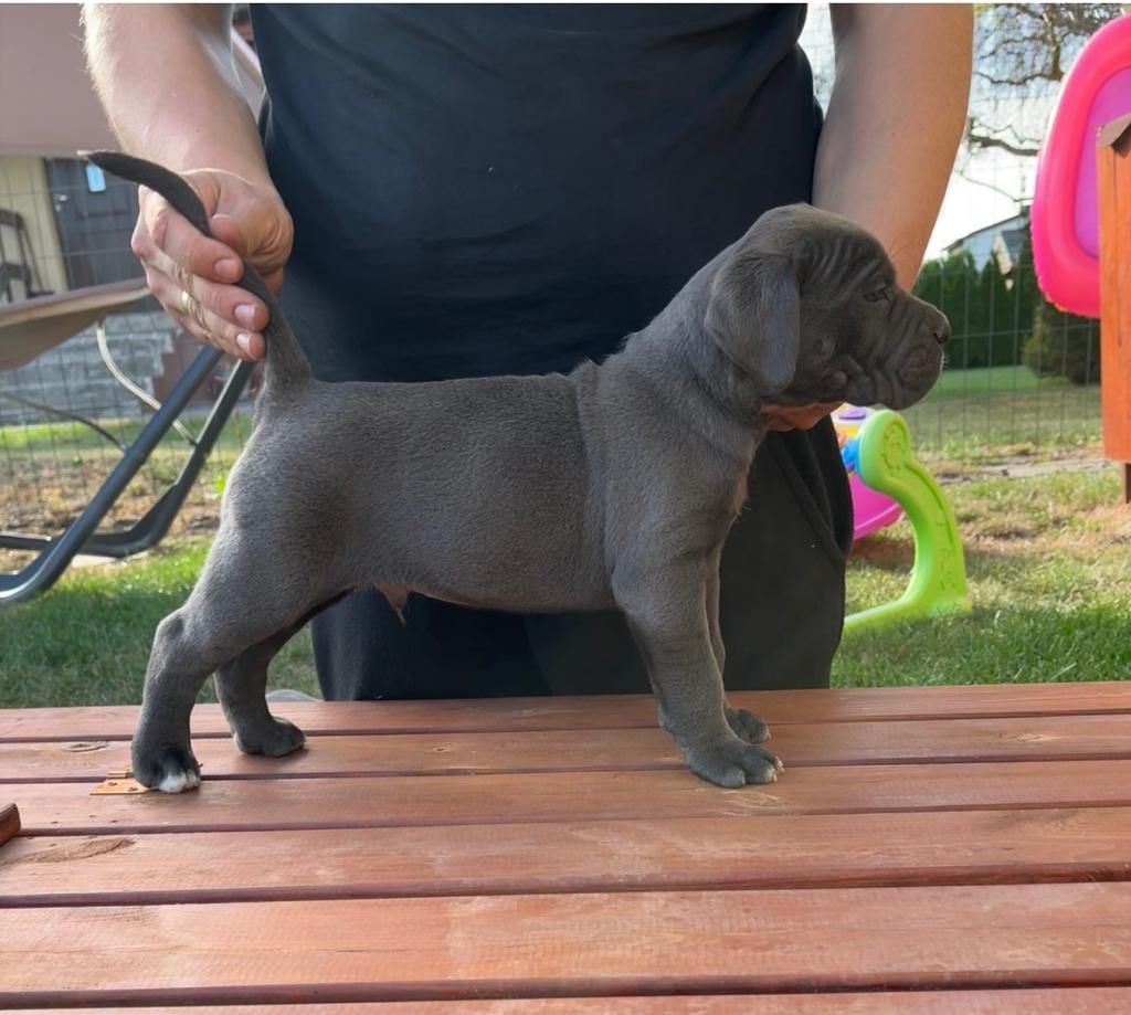Cane Corso mocny pies
