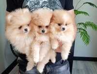 Śliczny Piesek Szpic Miniaturowy-Pomeranian