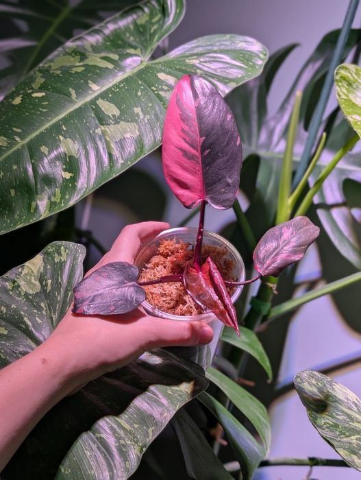 Philodendron pink Princess Tajlandia ukorzeniona