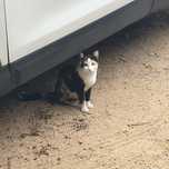 Gatinhos  para adoção