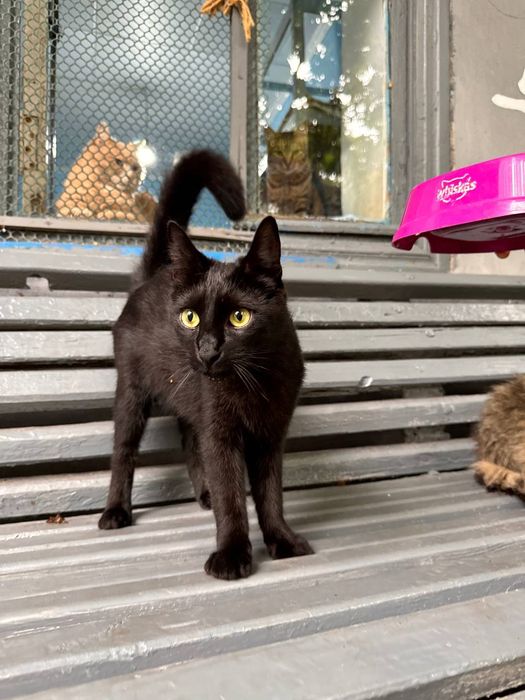 Котик Лисенок особенный ищет дом