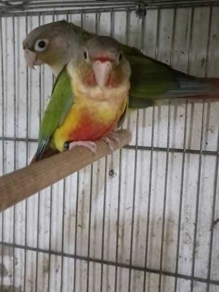 Casal de Pyrruras criadas a mão