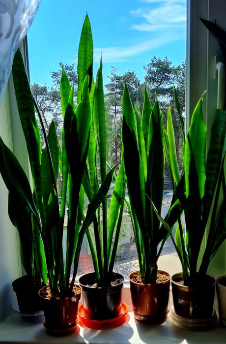 Сансевьера (тёщин язык)